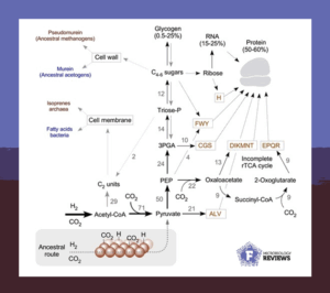 The likely evolution of the autotrophic carbon metabolism.