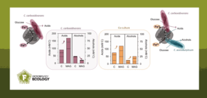 Microbial fermentation using electron-conductive compounds.