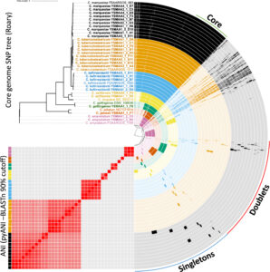 The pangenome of the identified axillary corynebacteria isolates.