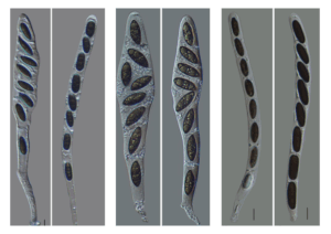 Nigropunctata puerzhenensis (left), Melanographium citri (middle), and Nigropunctata shiwandashanensis (right). Adapted Illustration from Lu et al (2025).
