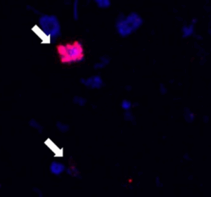 DAPI-stained virusFISH image indicating infected square archaeal cells.