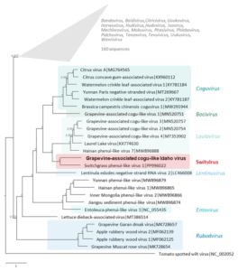 Phylogenetic analysis of the grapevine-associated cogu-like Idaho virus.