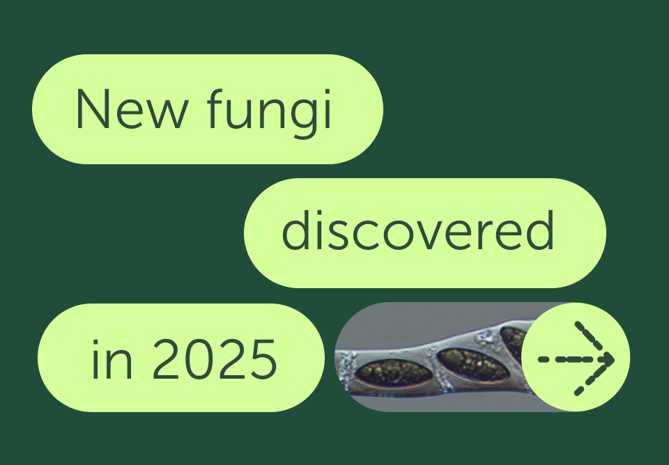 FEMSmicroBlog: Exploring the new fungi identified in 2025 - FEMS