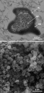 Morphology of Tardisphaera saccharovorans (top) and Tardisphaera miroshnichenkoaea (bottom). From Prokofeva et al. (2025). 