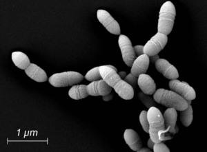 Scanning electron micrograph of Methanobrevibacter intestini. From Weinberger et al. (2025). 