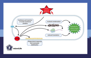 Small membrane proteins protect bacterial cells by reducing their metabolic activity. 