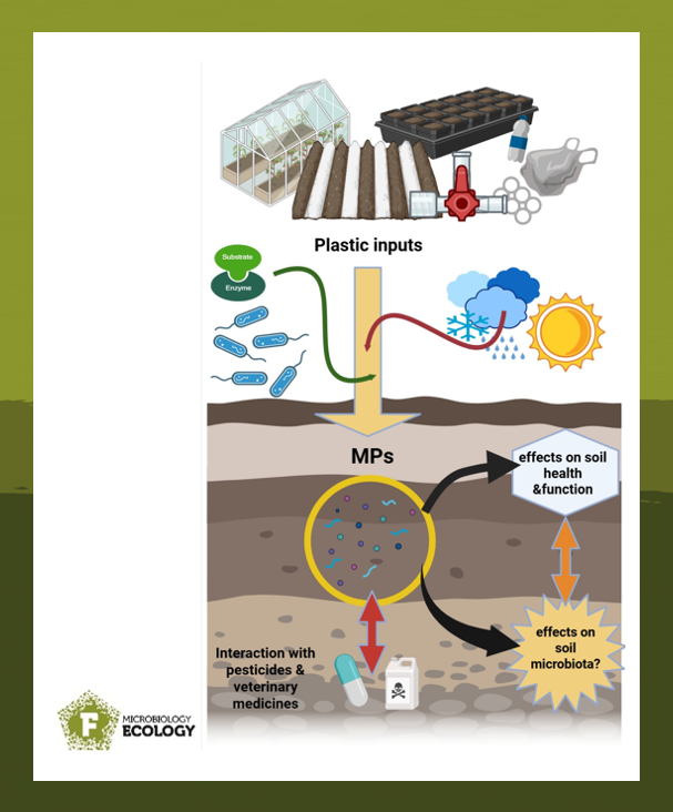 Microplastics with big consequences on soil microbial nitrogen cycling