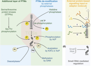 Insulated and networked signalling pathways in Mycobacterium tuberculosis.