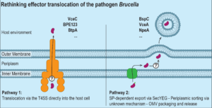 Rethinking effector translocation of the pathogen Brucella. 