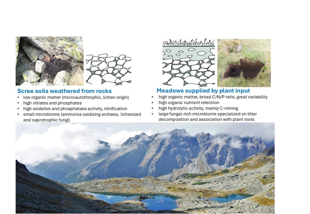 How soil microbes control nutrient losses in alpine landscapes