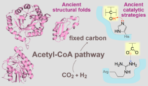 Ancient structural folds and catalytic strategies.