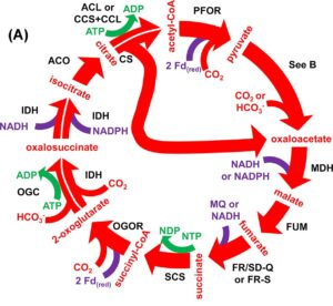 The reductive and reverse oxidative citric acid cycles.