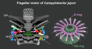 Structure of the Campylobacter jejuni flagellar motor, highlighting the "ring-and-spoke" architecture of the E-ring.