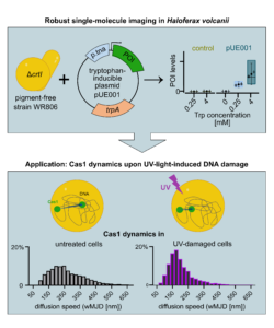 Workflow for single-molecule imaging in Haloferax volcanii.