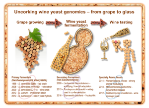 Uncorking wine yeast genomics – from grape to glass.