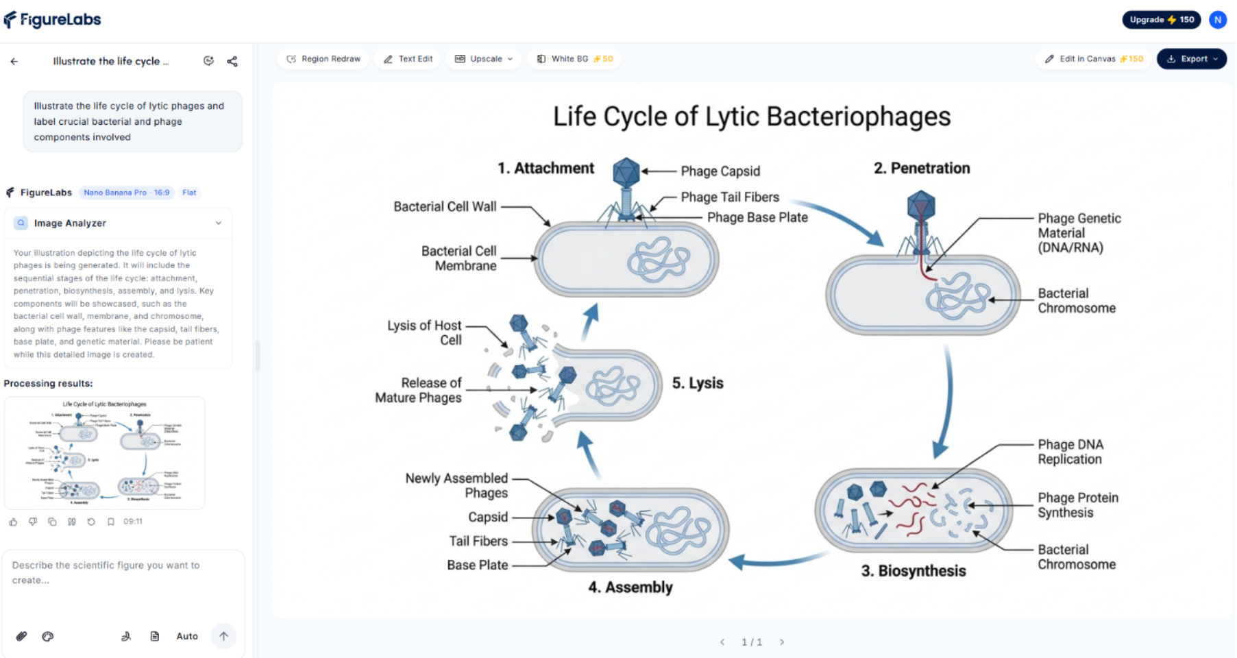 PaperBanana-generated diagram of the lytic phage life cycle, with bacterial and phage components labelled at each step.