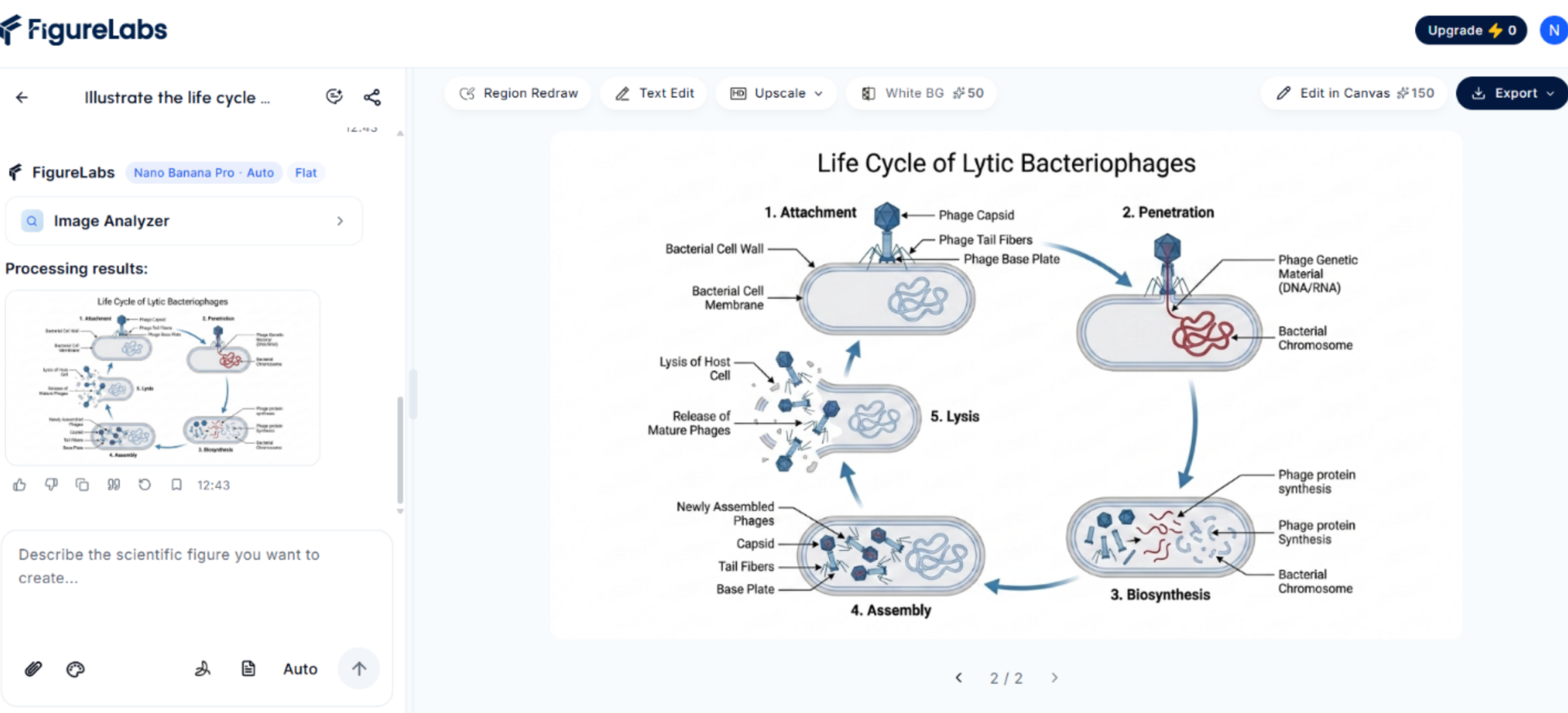 Phage life cycle figure after the Region Redraw attempt, showing further introduced errors.