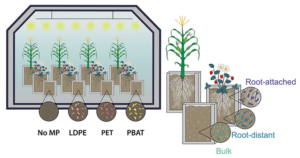 Microplastic effects on rhizosphere microbiomes