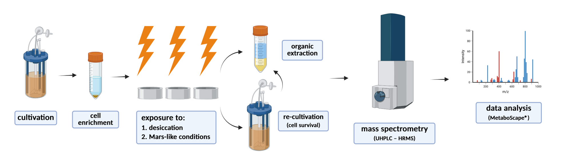Acidianus manzaensis exposure workflow to Martian conditions. From Gfellner et al. (2026). 