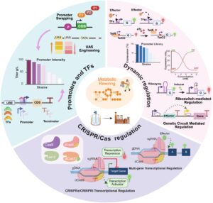 Tools for metabolic engineering of microbial cell factories.