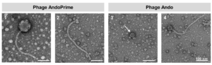 TEM images of the novel satellite-helper phage system Ando and AndoPrime.