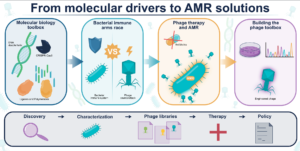 Recent developments in phage research, from molecular discoveries, novel defense systems to antimicrobial solutions.
